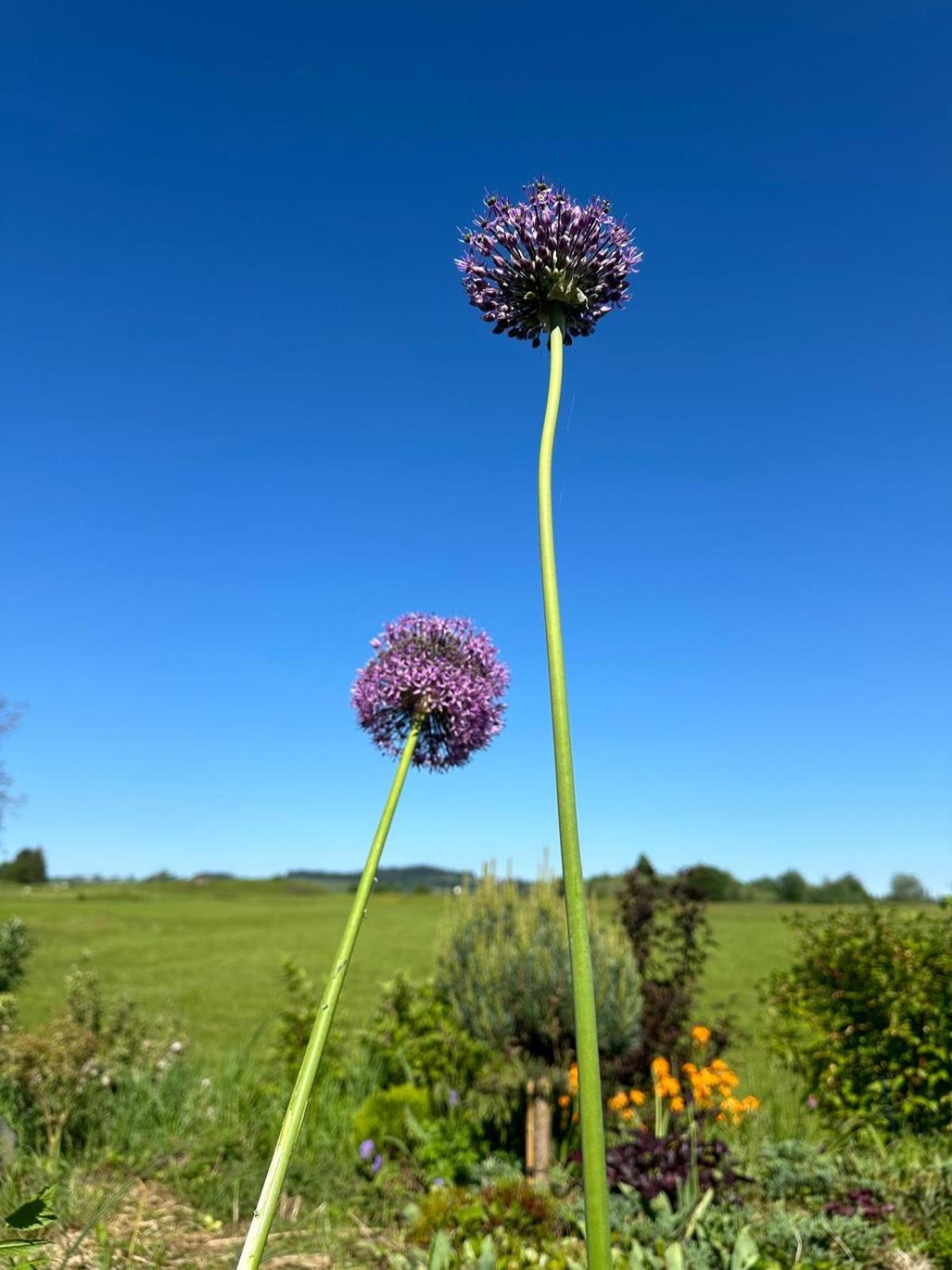 Das Blaue Haus - Ein Sommertraum Und Ein Wintermaerchen Weiler-Simmerberg Eksteriør billede